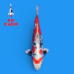 BENI KIKOKURYU "Show Class"