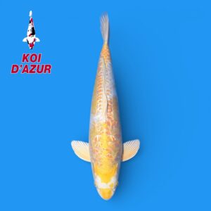 ARAGOKE HARIWAKE